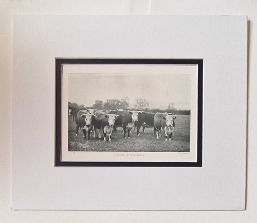 Parsons group herefords - parsons, of