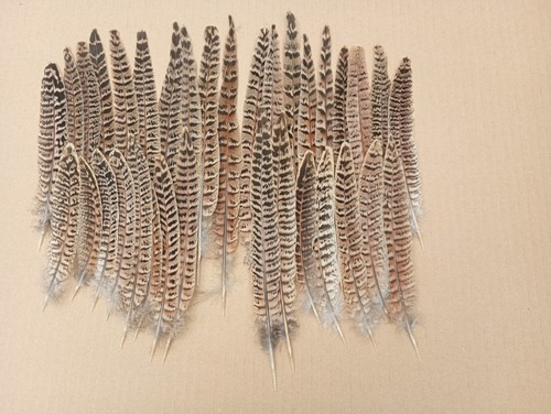Seconds hen pheasant tail - hen,