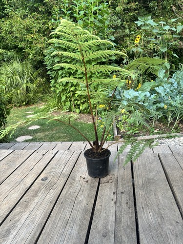 Cyathea medullaris black tree - cyathea,
