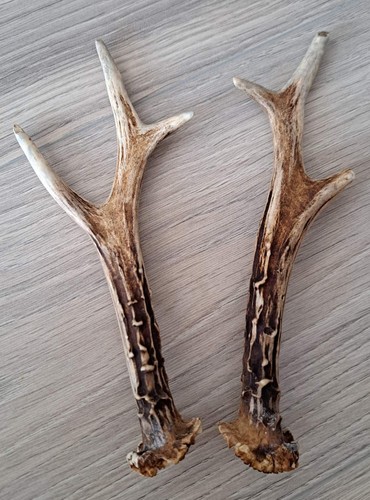 Roe deer antlers - roe,