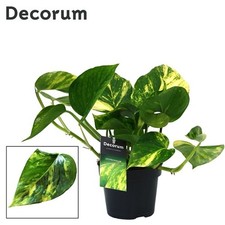 Epipremnum 'Golden Pothos'