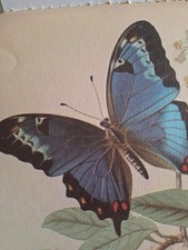 50 Sheets Detailed Beautiful