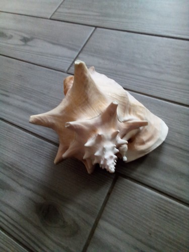 Large conch sea shell - large,