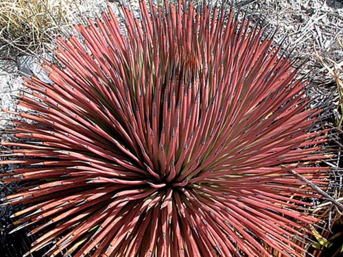 Agave stricta rubra - rubra,, red