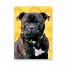 Staffordshire Bull Terrier greeting cards xmas christmas birthday or blank cards