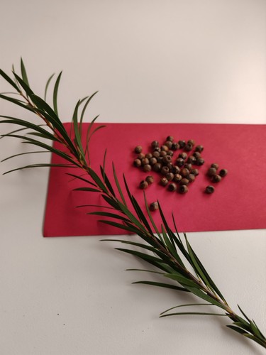 Red bottle brush tree seeds - bottle,