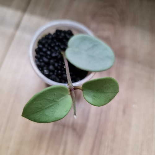 Hoya mathilde grey - hoya,
