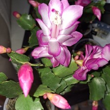 Christmas Cactus Pink