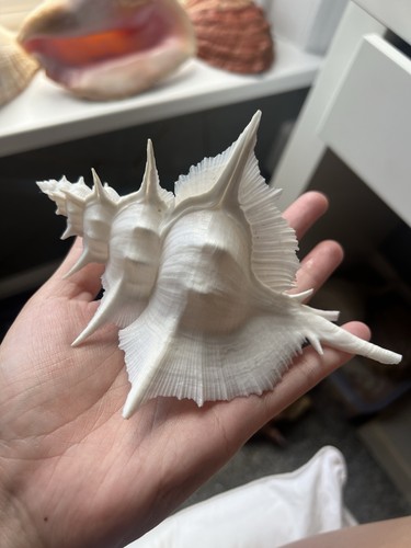 Murex alabaster - murex,
