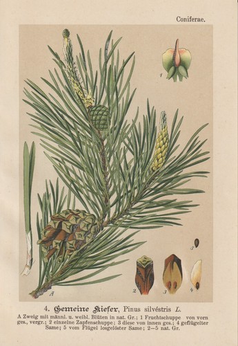 Scots pine - pine, (pinus