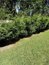 Bambusa multiplex - Green