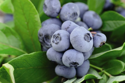 Blueberry fruit - (vaccinium),