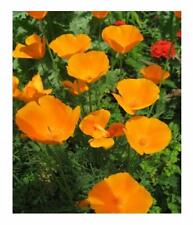 250 ORANGE CALIFORNIA POPPY GOLDEN WEST SEEDS - ESCHSCHOLTZIA - 250 SEEDS