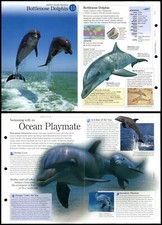 Bottlenose Dolphin #15 Aquatic