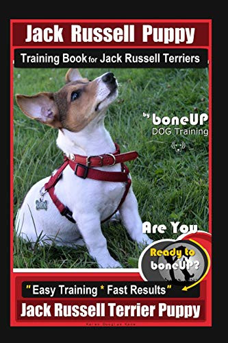 Jack russell puppy - jack, training