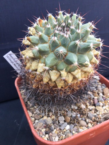Sale mature mammillaria - sale!!,