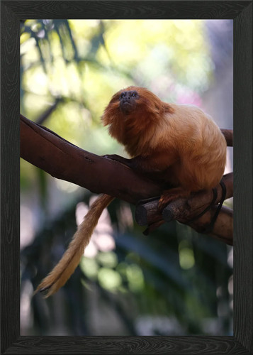 Golden lion tamarin framed - golden,