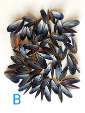38 Whole Scottish Mussels