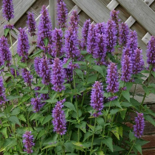 Agastache blue boa plant plugs