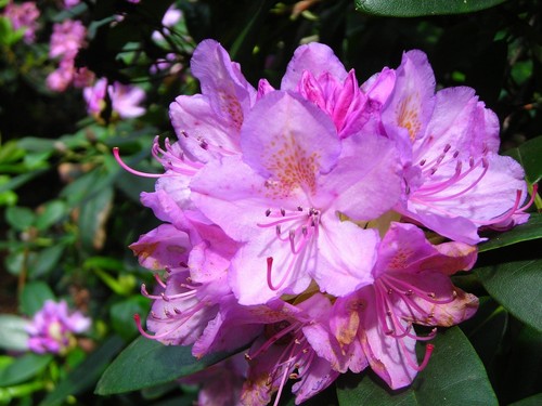 June pink rhododendron plant - june,