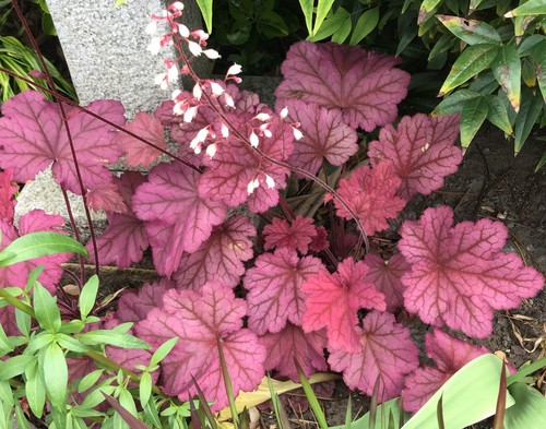 Heuchera coral bells berry - heuchera,