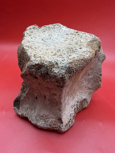 Whale bone fossil - whale,