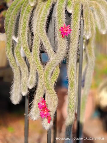 Monkey tail cluster cactus - monkey,