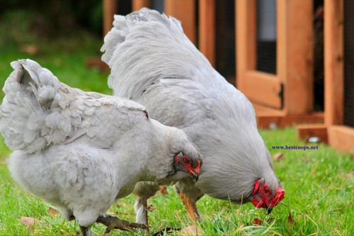 Lavender brahma fertile - 6+,