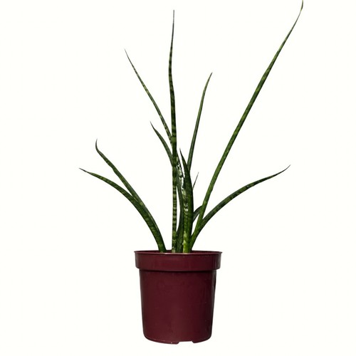 Mikado snake plant fernwood - mikado,