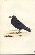 Rook Meyer Bird Antique Print