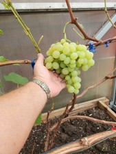 Cotton Candy Grape Vine Plant