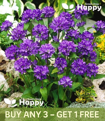 Cluster bellflower dahurica - cluster,