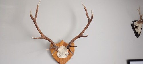 Point red stag set of - stag,