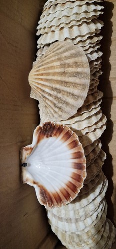 Natural scallop shells - 50,