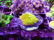 John Deere Lephasyrea Coral Frag Marine Aquarium