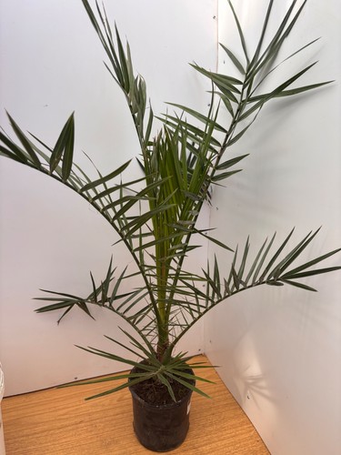 Phoenix canariensis canary