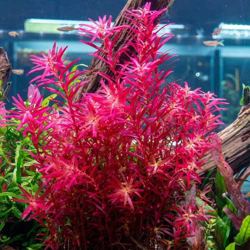 Rotala rotundifolia blood - rotala, 'blood