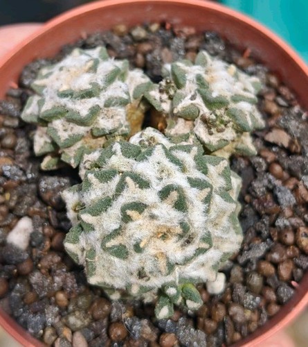 Ariocarpus kotschoubeyanus - ariocarpus,