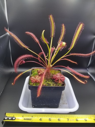 Drosera capensis montagu - drosera,