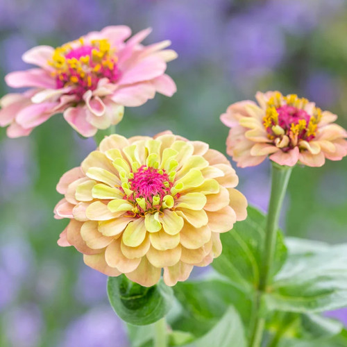 Zinnia elegans queen - elegans, red