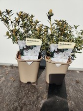 2x Dwarf Rhododendron 'Album'