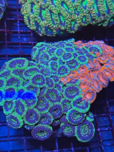 Coral beauties aquatics aussie - coral,
