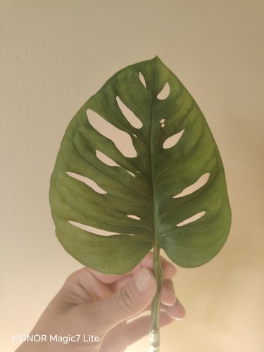 Monstera obliqua monkey - monkey, leaf