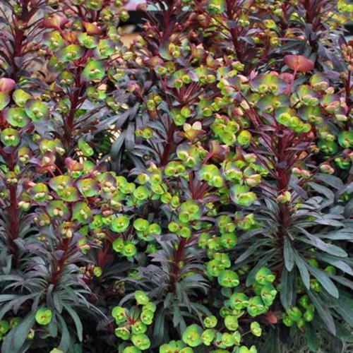 Euphorbia minors merlot - euphorbia,