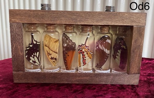 Butterfly wing taxidermy - wing,
