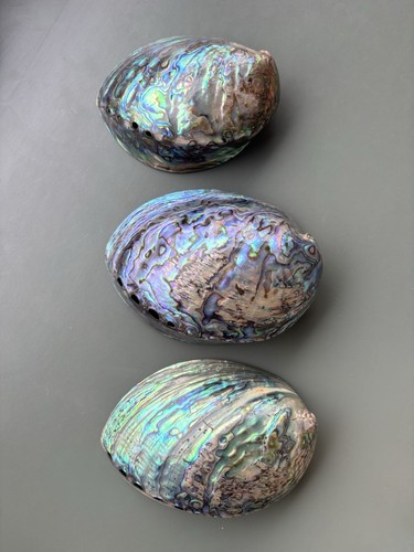 Large natural paua abalone - 3,