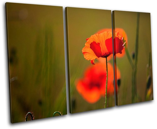 Poppy field flowers floral - field,