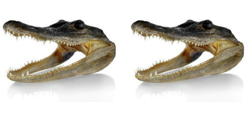 Gator head alligator - gator,
