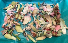 Succulent Leaves/Pups X 100. Propagation Mystery Box
