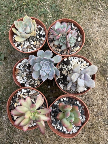 Different succulents bundle - 6,